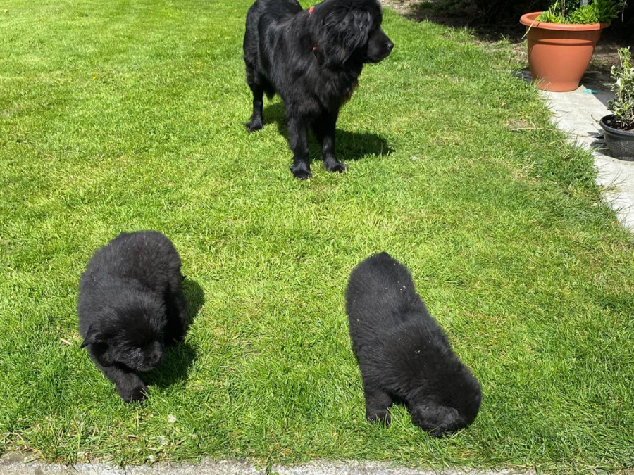 Beautiful Newfoundland puppies in Galway 4